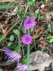 Liatris scariosa