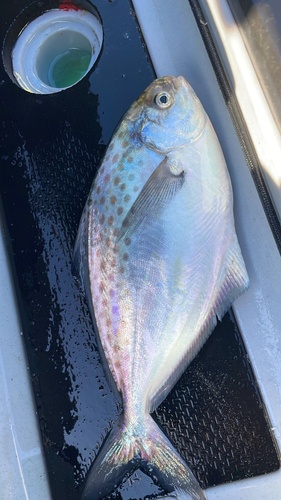 Southern silver pomfret (Stromateus stellatus) — Stromateidae