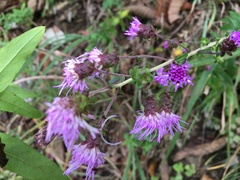 Liatris scariosa