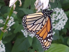 Danaus plexippus