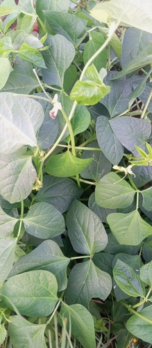 Common Bean