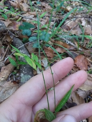 Oplismenus hirtellus setarius