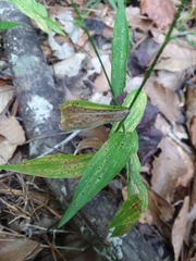 Oplismenus hirtellus setarius