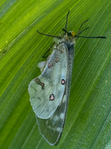 iNaturalist observation photo of Clodius Parnassian