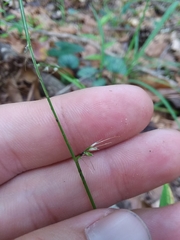 Oplismenus hirtellus setarius
