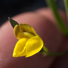Lebeckia wrightii