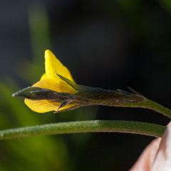 Lebeckia wrightii