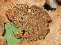 Limnonectes limborgi