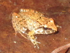 Limnonectes limborgi