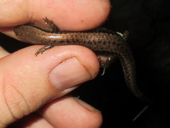 Scincella melanosticta