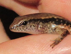 Scincella melanosticta