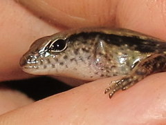 Scincella melanosticta