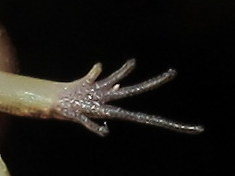Scincella melanosticta
