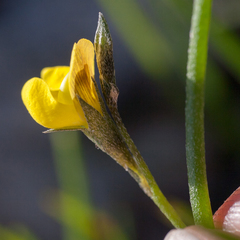 Lebeckia wrightii