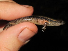 Scincella melanosticta