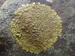 Xanthoparmelia loxodes