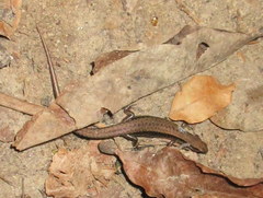 Scincella melanosticta