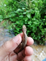 Anolis gaigei