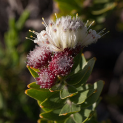 Leucospermum bolusii