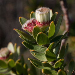 Leucospermum bolusii