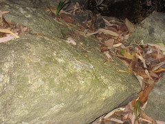 Cyrtodactylus doisuthep