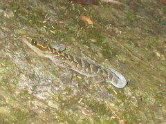 Cyrtodactylus doisuthep