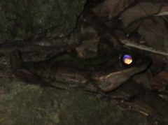 Odorrana chloronota