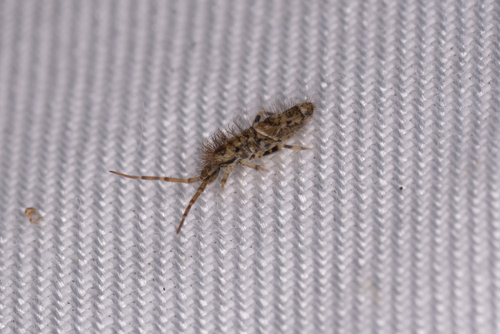 Entomobrya dorsalis, Geidorf, Graz, Österreich, photo 5 of 10