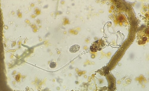 Collotheca campanulata