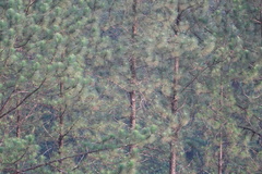 Pinus caribaea