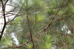 Pinus caribaea
