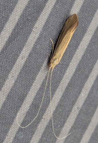 Ceraclea senilis