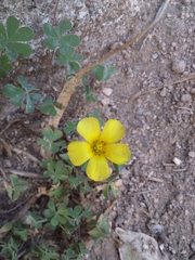 Oxalis conorrhiza