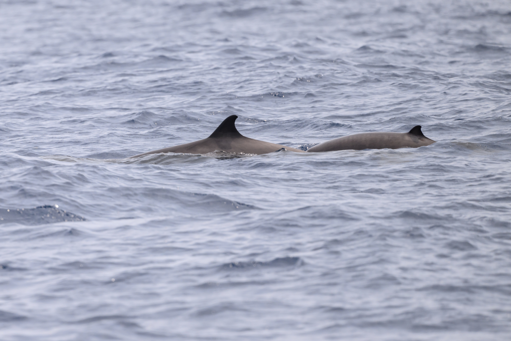 Mesoplodon europaeus