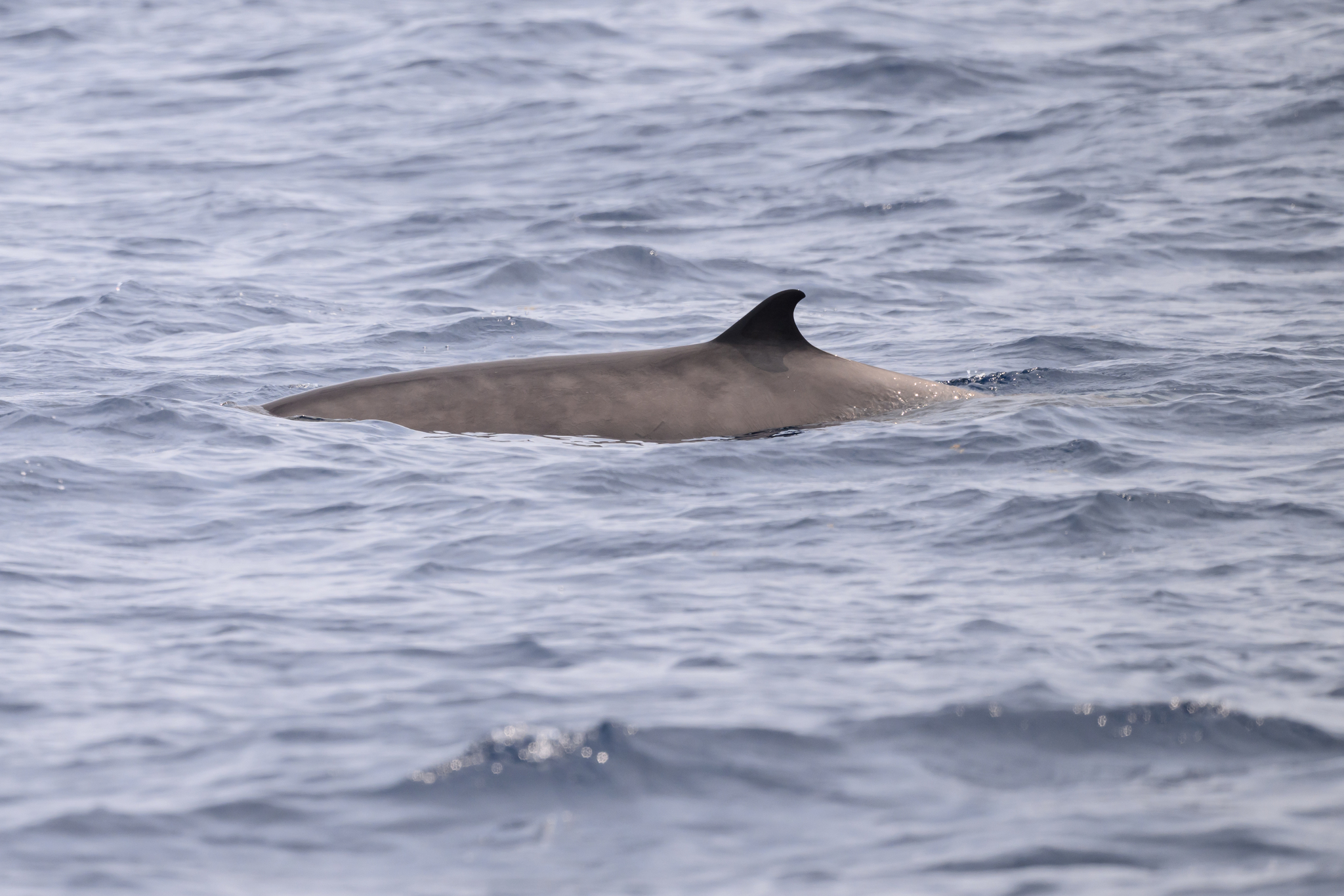 Mesoplodon europaeus