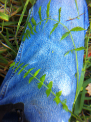 Oenantheae