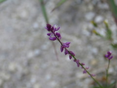 Polygala glochidiata