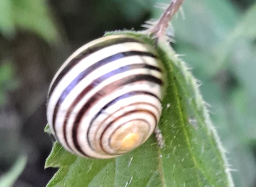 Cepaea
