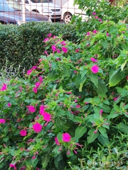 Mirabilis jalapa
