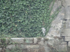 Ardea cinerea