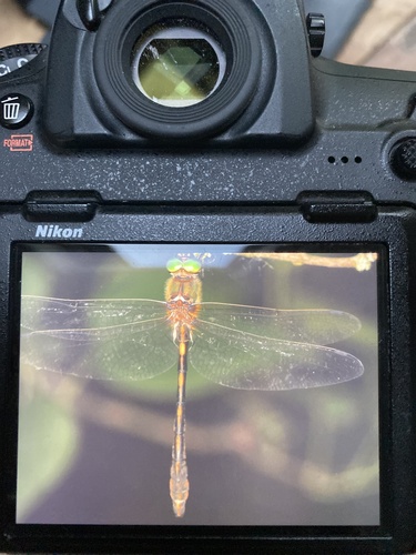 Oxygastra curtisii