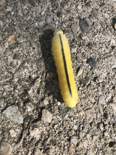 Elm sawfly