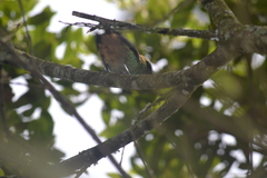 Tangara labradorides