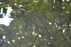 Tangara labradorides