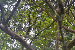 Tangara labradorides