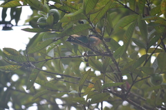 Tangara labradorides