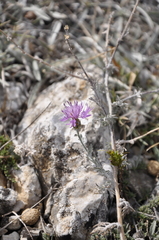Centaurea steveniana