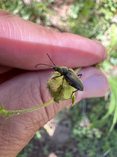 iNaturalist observation photo of Gnathacmaeops pratensis