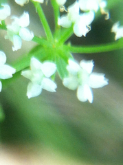 Oenantheae