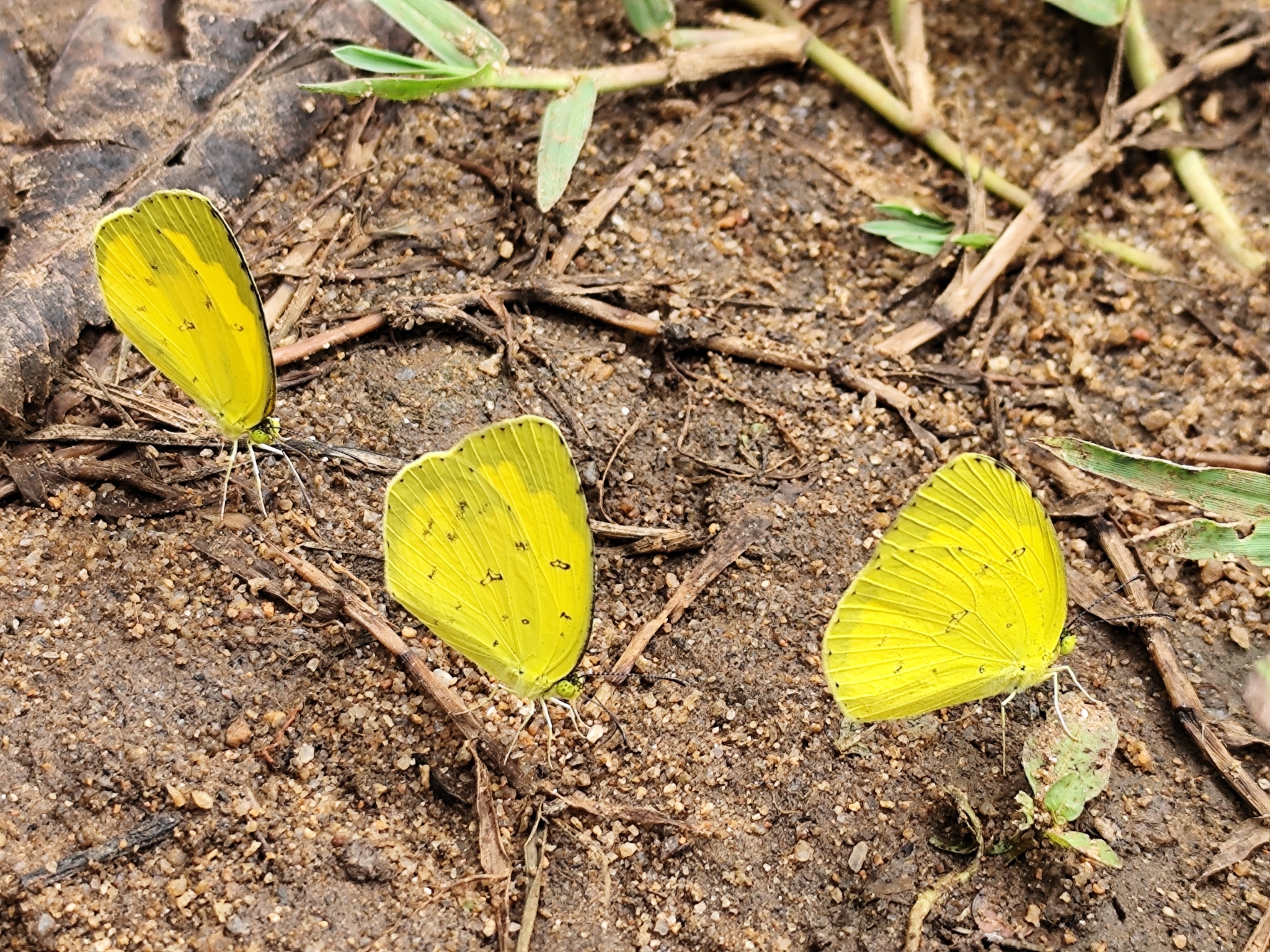 Common Grass Yellow